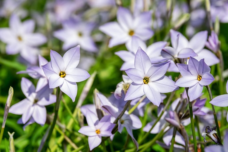 Aromatic Plants