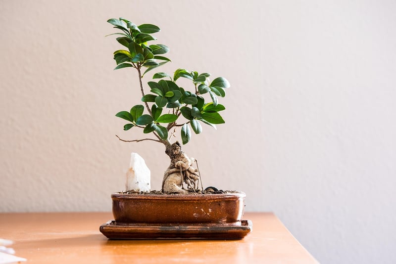 Indoor Plant Wall
