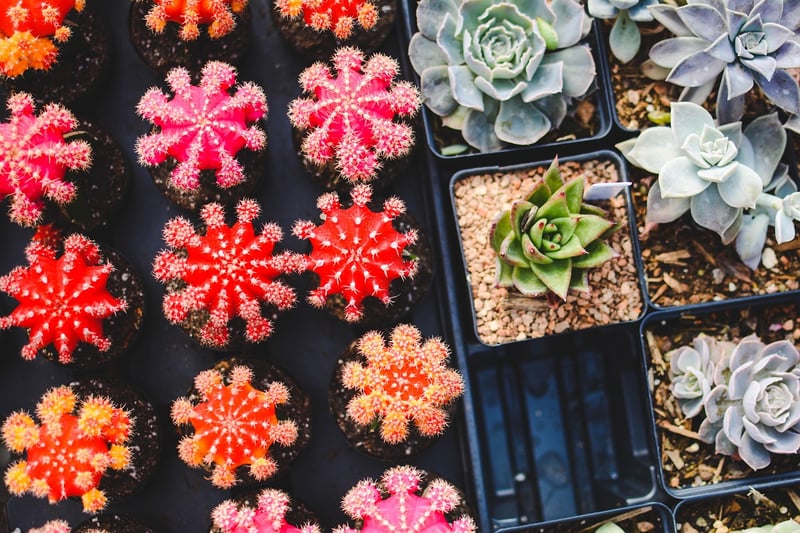 Succulent Garden